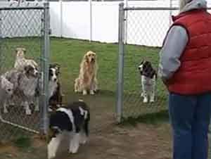 Grupo de Perros Esperan Su Turno Pacientemente