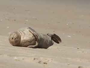 Una Foca Tomando El Sol y Disfrutando La Playa