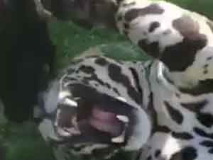 Pantera Y Leopardo Juegan Juntos