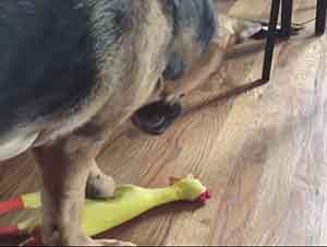 Perro Aulla Despues De Apretar A Un Pollito De Goma