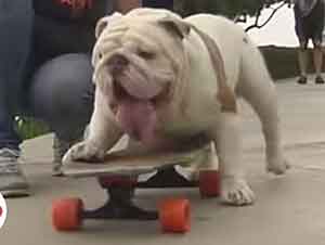 Perro En Patineta Rompe Record Mundial