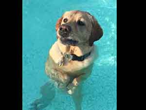 Perro Se Para En Dos Patas En La Piscina