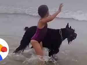 Perro Protege A Su Dueña De Las Olas Del Mar