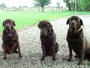 Perros Dan Gracias Antes De Ingerir Sus Alimentos