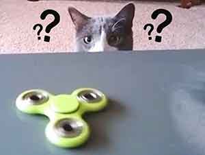 Gatos No Pueden Jugar Con Los Spinners