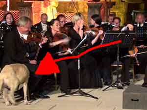 Perro Se Relaja Enfrente De Todos En La Orquestra