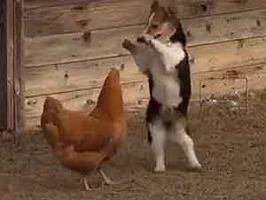 Un Perro, Una Gallina y Un Pato