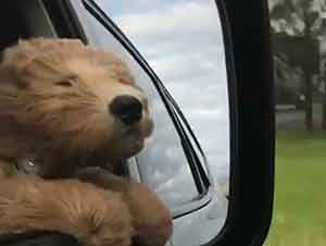 Primer Viaje En Carro De Un Cachorro