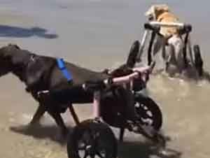 Perros En Silla De Ruedas Disfrutan De La Playa